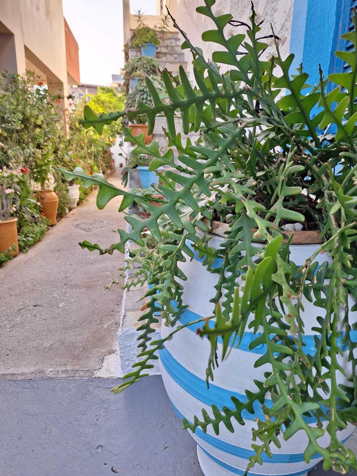 Βig Βlue Apartments Makrýgialos 外观 照片